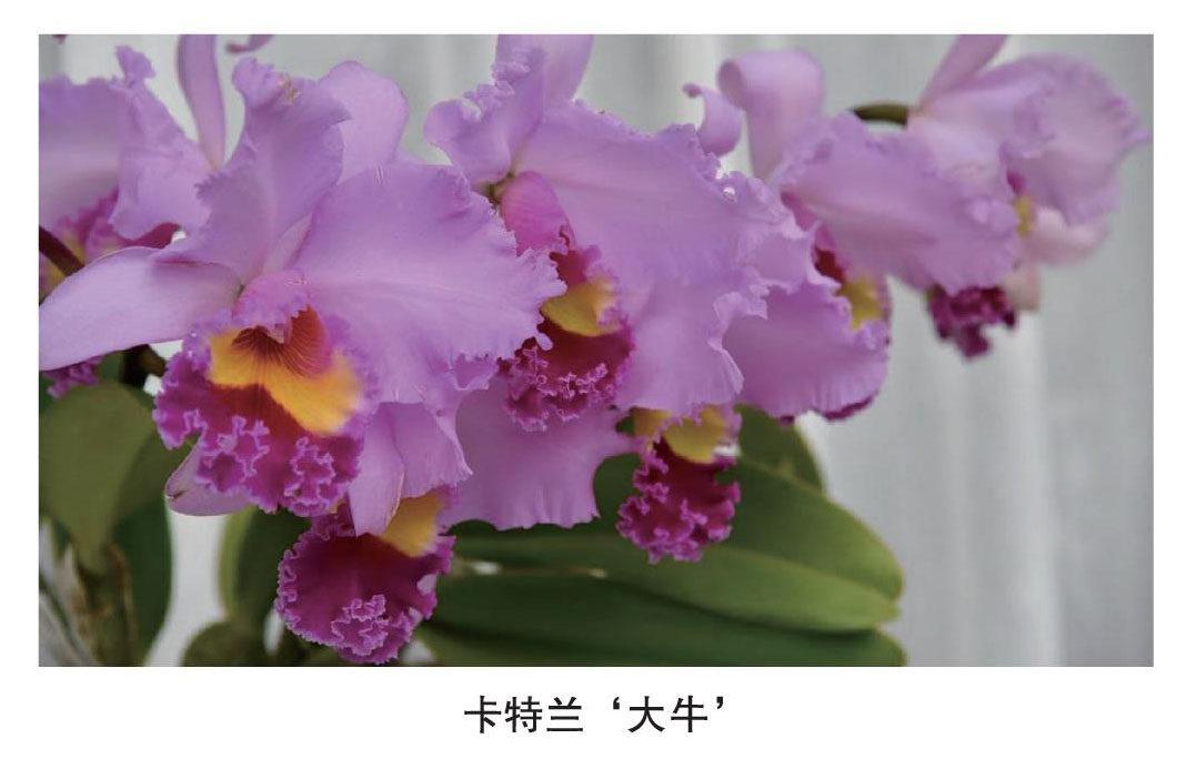 静待花开兰得知己
