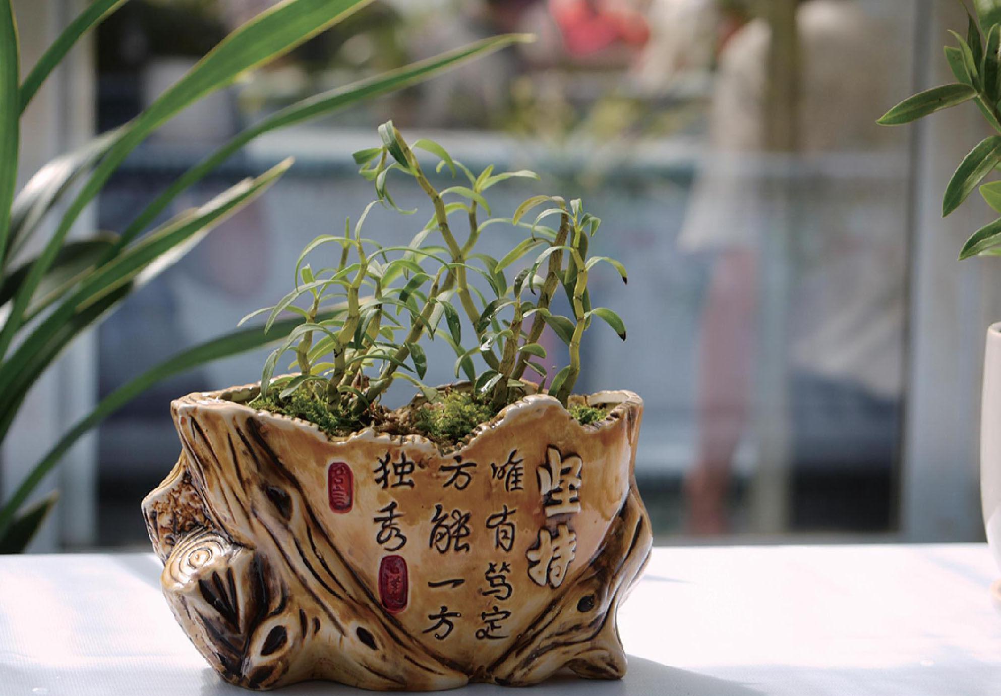 仙草之首:铁皮石斛