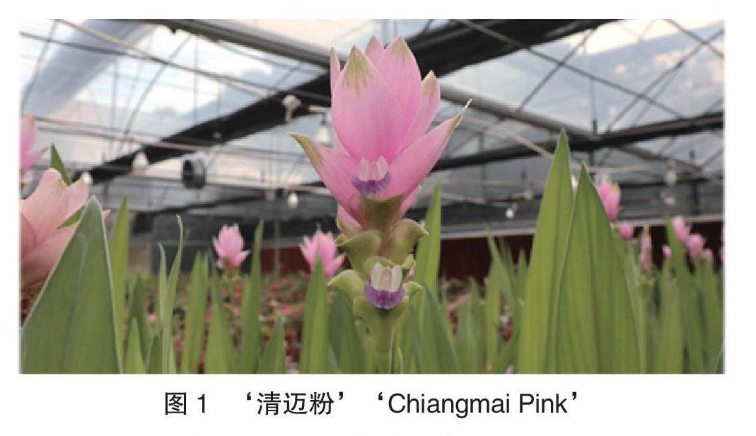 浅谈姜荷花
