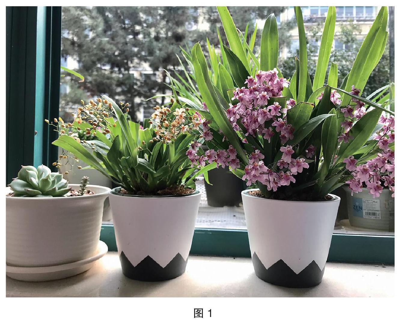 梦香兰——飘香满屋