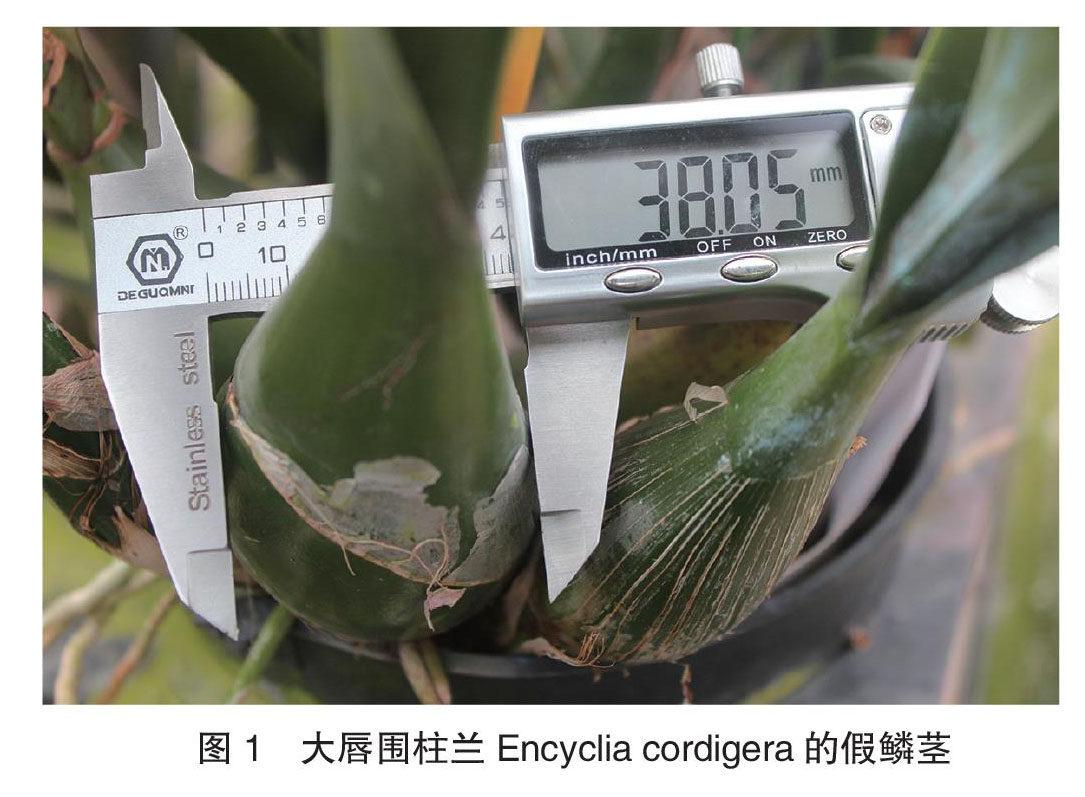 常被称作大头树兰的兰科植物:围柱兰