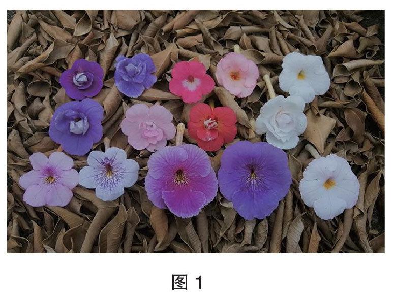 长筒花品种介绍