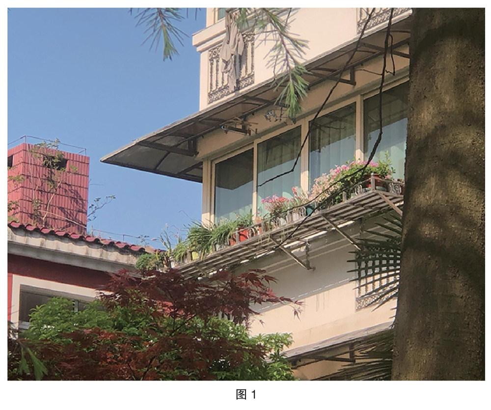 长筒花种植手记——准备与种植