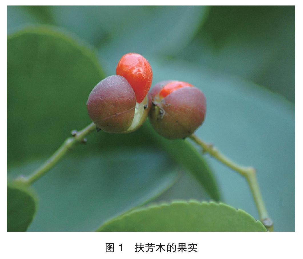 清本正源盆景植物名(二十九)