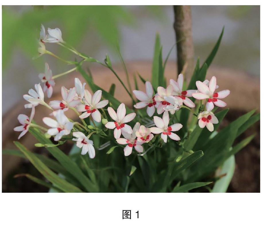 红射干栽培与养护