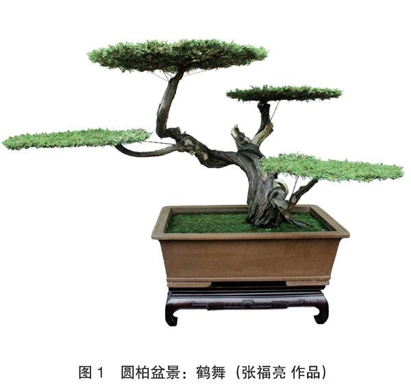 清本正源盆景植物名（三十）——圆柏龙柏真柏