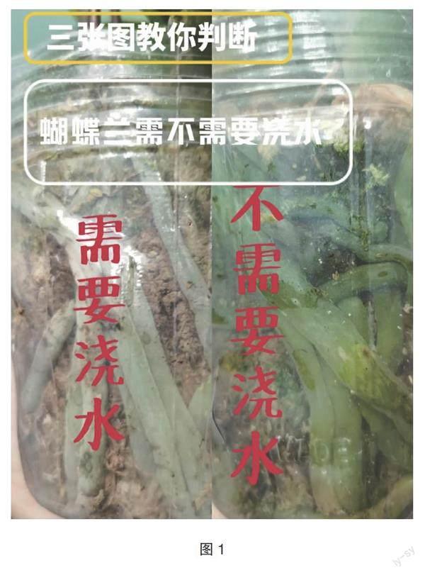 新手蝴蝶兰养护指南