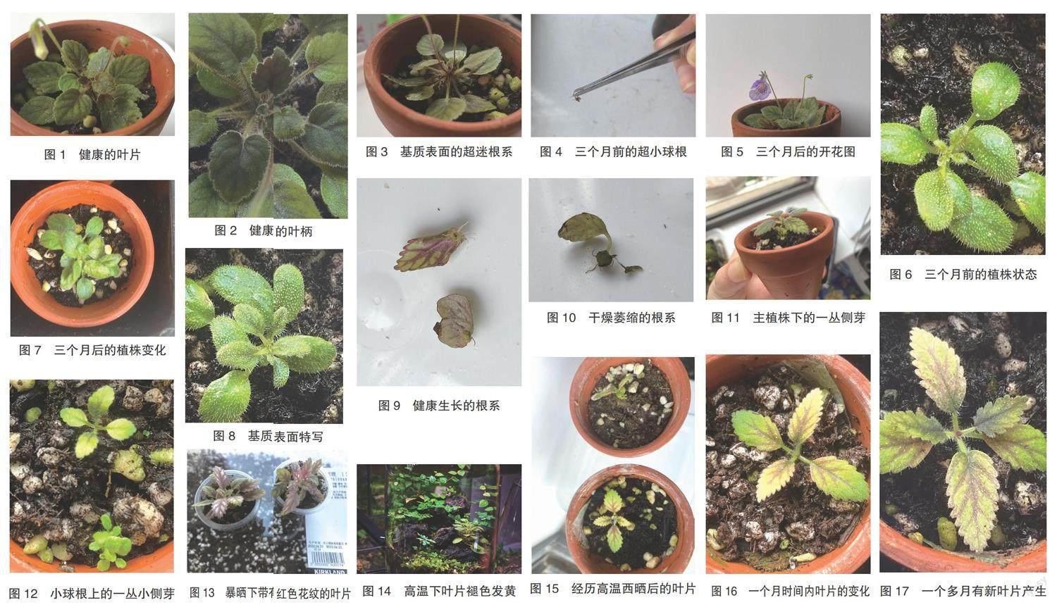 超级迷你岩桐生长缓慢原因分析