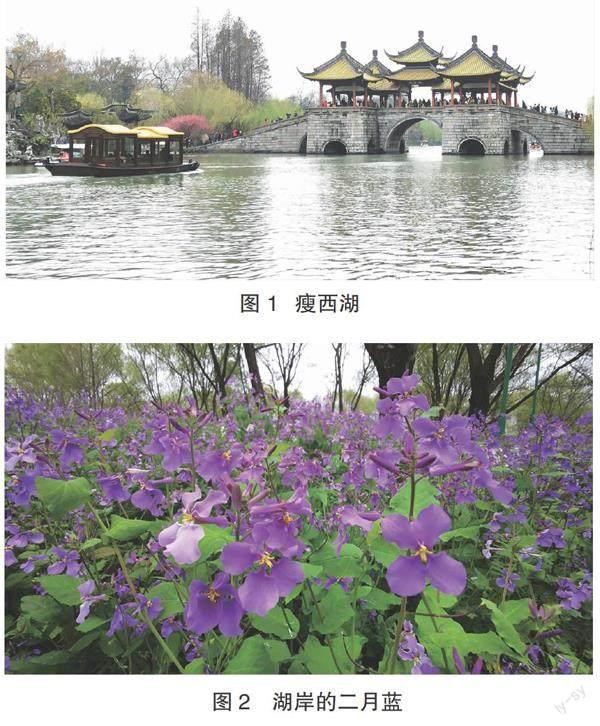 樱花三月到江南