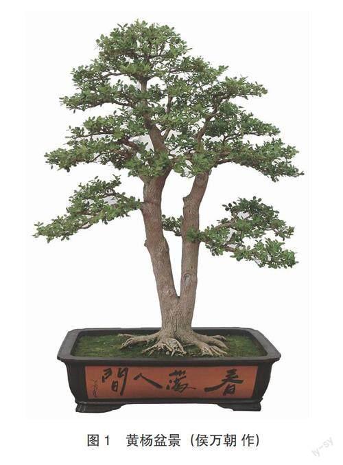 清本正源盆景植物名（三十六）