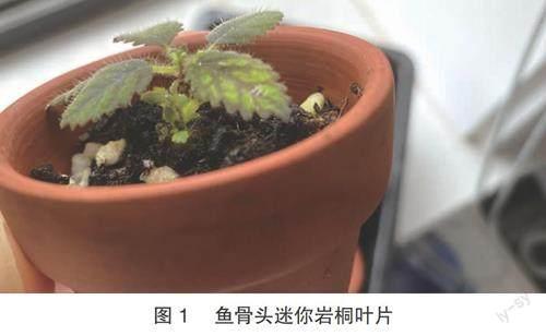 超级迷你岩桐品种辨别方法