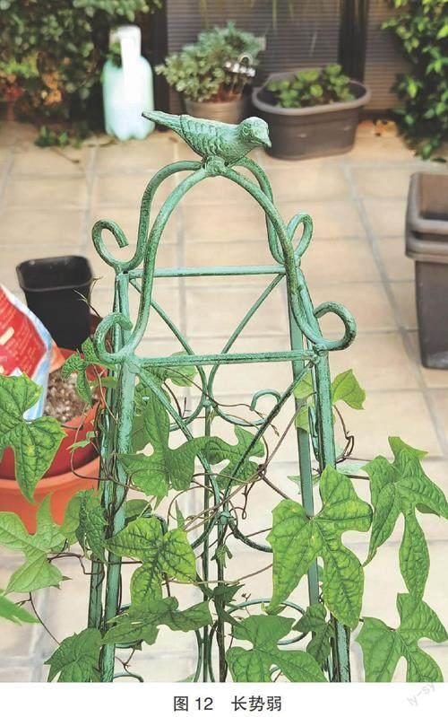 我养了一棵鱼花茑萝棒棒糖（上）
