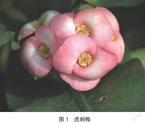 清本正源盆景植物名（三十九）