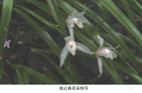 阳春兰科一新记录种-独占春