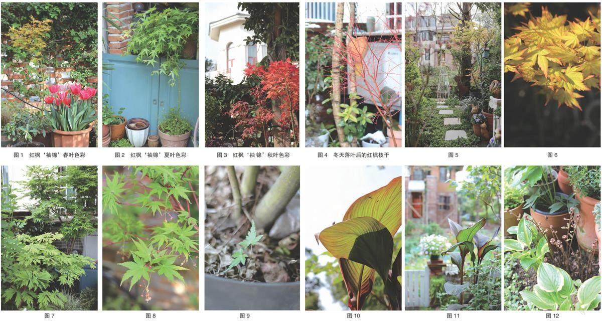 小花园种植实例——中大型观叶植物